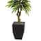 5.5ft. Potted Mango Tree in Decorative Black Planter